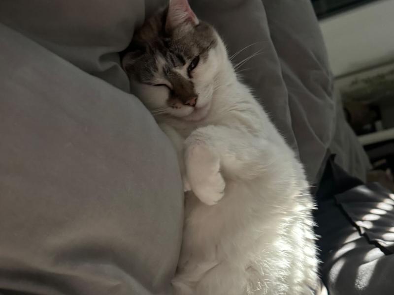 LULU
