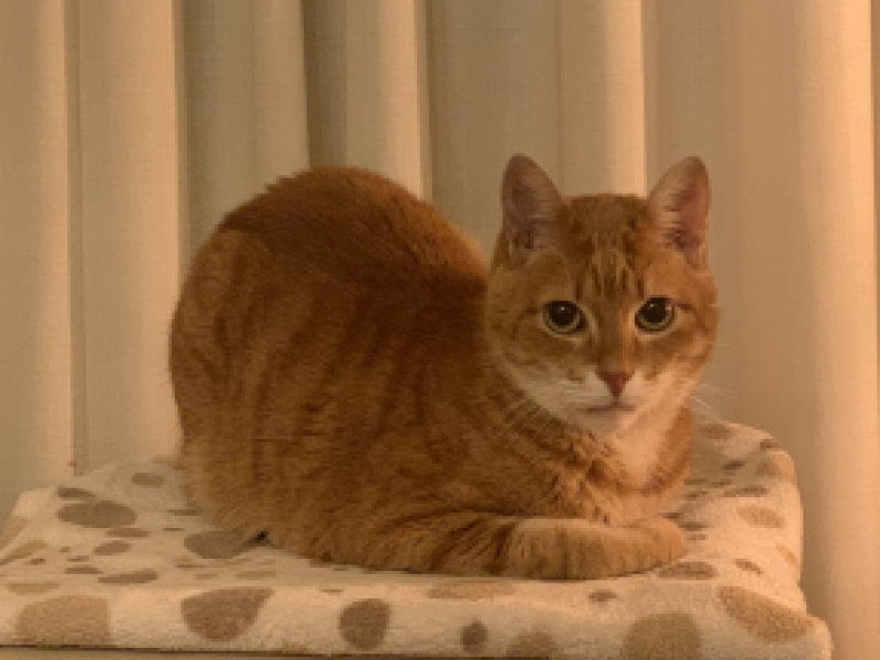 Simba