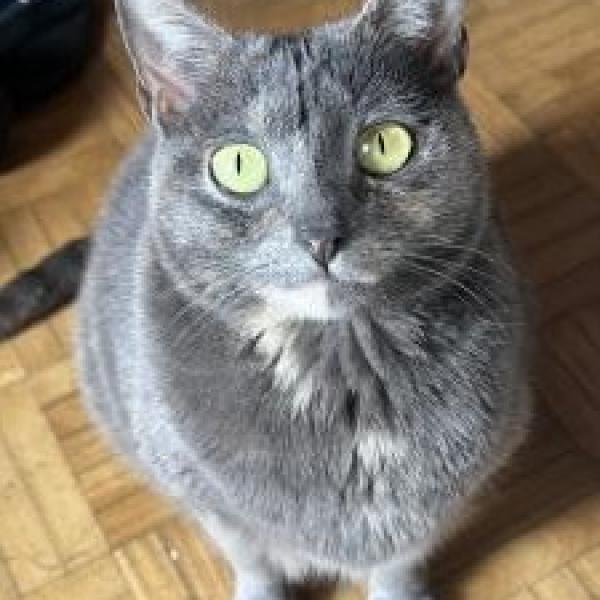 Suki