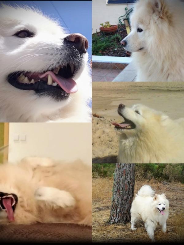 YOSHI